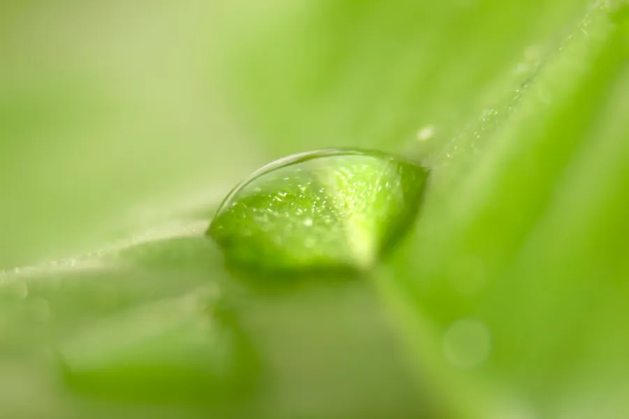 Goutte de rosée sur une feuille vert clair